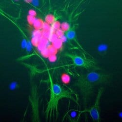 Invitrogen NeuN Monoclonal Antibody (1B7) 100 &mu;L; Unconjugated:Antibodies,
