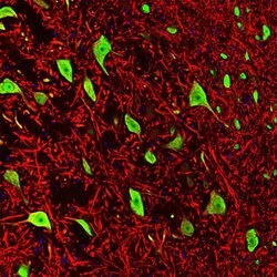 Invitrogen NeuN Monoclonal Antibody (1B7) 100 &mu;L; Unconjugated:Antibodies,