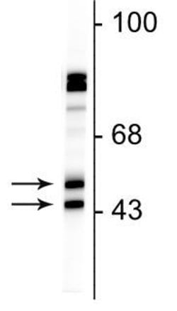 Invitrogen NeuN Monoclonal Antibody (1B7) 100 &mu;L; Unconjugated:Antibodies,