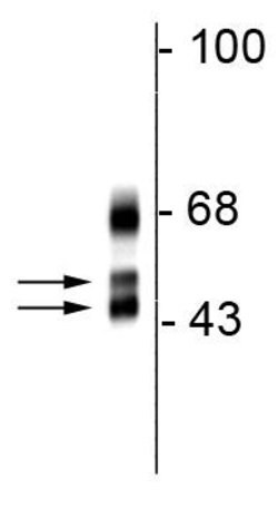 Invitrogen RBFOX1 Monoclonal Antibody (1G10) 100 &mu;L; Unconjugated:Antibodies,