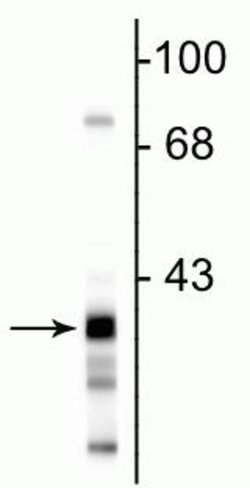 Invitrogen GAPDHS Monoclonal Antibody (1D4) 100 &mu;L; Unconjugated:Antibodies,
