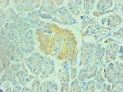 Invitrogen NSE Monoclonal Antibody (4B1F5) 100 &mu;g; Unconjugated:Antibodies,