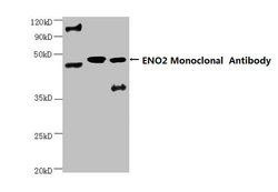 Invitrogen NSE Monoclonal Antibody (4B1F5) 100 &mu;g; Unconjugated:Antibodies,