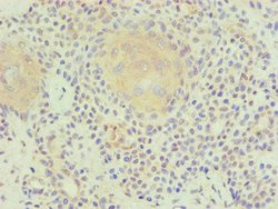 Invitrogen PLA2G7 Monoclonal Antibody (2A1B6) 100 &mu;g | Buy Online | Invitrogen&trade; | Fisher Scientific