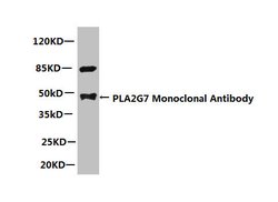 Invitrogen PLA2G7 Monoclonal Antibody (2A1B6) 100 &mu;g | Buy Online | Invitrogen&trade; | Fisher Scientific