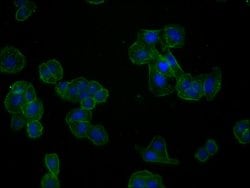 Invitrogen Actin Recombinant Rabbit Monoclonal Antibody (25E3) 100 &mu;L;