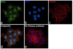 Invitrogen ATF2 Recombinant Rabbit Monoclonal Antibody (3D12) 100 &mu;L | Buy Online | Invitrogen&trade; | Fisher Scientific