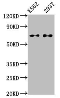 Invitrogen ATF2 Recombinant Rabbit Monoclonal Antibody (3D12) 100 &mu;L;