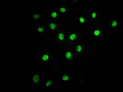 Invitrogen Phospho-ATF2 (Thr71) Recombinant Rabbit Monoclonal Antibody