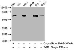 Invitrogen Phospho-ATF2 (Thr71) Recombinant Rabbit Monoclonal Antibody