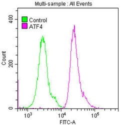 Invitrogen ATF4 Recombinant Rabbit Monoclonal Antibody (9E1) 100 &mu;L | Buy Online | Invitrogen&trade; | Fisher Scientific