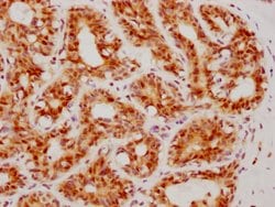 Invitrogen ATF4 Recombinant Rabbit Monoclonal Antibody (9E1) 100 &mu;L | Buy Online | Invitrogen&trade; | Fisher Scientific