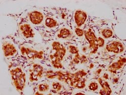 Invitrogen BAG3 Recombinant Rabbit Monoclonal Antibody (3D8) 100 &mu;L;