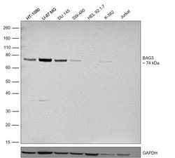 Invitrogen BAG3 Recombinant Rabbit Monoclonal Antibody (3D8) 100 &mu;L;