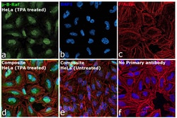 Invitrogen Phospho-B-Raf (Thr401) Recombinant Rabbit Monoclonal Antibody