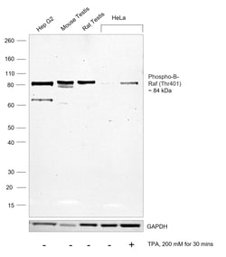 Invitrogen Phospho-B-Raf (Thr401) Recombinant Rabbit Monoclonal Antibody