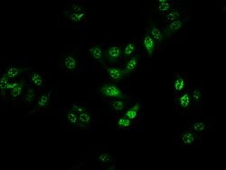 Invitrogen Phospho-B-Raf (Thr401) Recombinant Rabbit Monoclonal Antibody