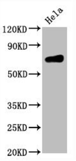 Invitrogen CD86 Recombinant Rabbit Monoclonal Antibody (1G8) 100 &mu;L | Buy Online | Invitrogen&trade; | Fisher Scientific