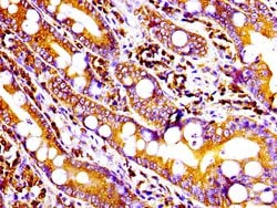 Invitrogen CD9 Recombinant Rabbit Monoclonal Antibody (3A2) 100 &mu;L;