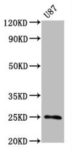 Invitrogen CD9 Recombinant Rabbit Monoclonal Antibody (3A2) 100 &mu;L;