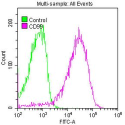Invitrogen CD99 Recombinant Rabbit Monoclonal Antibody (9A5) 100 &mu;L | Buy Online | Invitrogen&trade; | Fisher Scientific