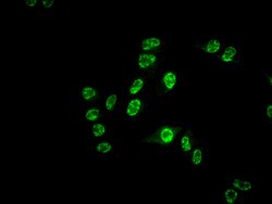 Invitrogen Cdc25C Recombinant Rabbit Monoclonal Antibody (3E6) 100 &mu;L;