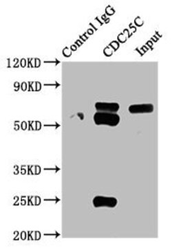 Invitrogen Cdc25C Recombinant Rabbit Monoclonal Antibody (3E6) 100 &mu;L;
