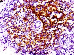 Invitrogen CD21 Recombinant Rabbit Monoclonal Antibody (16F10) 100 &mu;L;