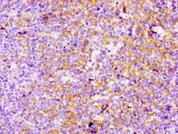 Invitrogen CD21 Recombinant Rabbit Monoclonal Antibody (16F10) 100 &mu;L;