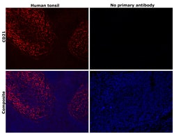 Invitrogen CD21 Recombinant Rabbit Monoclonal Antibody (16F10) 100 &mu;L;