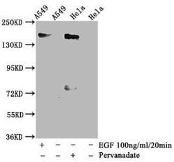 Invitrogen Phospho-EGFR (Tyr1092) Recombinant Rabbit Monoclonal Antibody