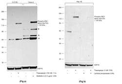 Invitrogen Phospho-IRE1 alpha (Ser724) Recombinant Rabbit Monoclonal Antibody