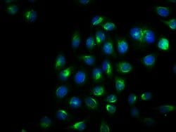 Invitrogen Phospho-IRE1 alpha (Ser724) Recombinant Rabbit Monoclonal Antibody