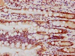 Invitrogen FEN1 Recombinant Rabbit Monoclonal Antibody (4D9) 100 &mu;L;