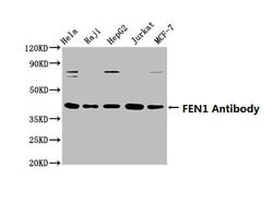 Invitrogen FEN1 Recombinant Rabbit Monoclonal Antibody (4D9) 100 &mu;L;