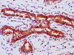 Invitrogen Phospho-FOXO3A (Ser253) Recombinant Rabbit Monoclonal Antibody