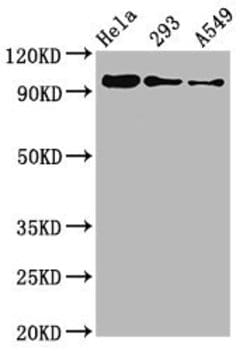 Invitrogen Phospho-FOXO3A (Ser253) Recombinant Rabbit Monoclonal Antibody