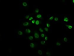 Invitrogen Phospho-mTOR (Ser2448) Recombinant Rabbit Monoclonal Antibody (1G6) 100 &mu;L | Buy Online | Invitrogen&trade; | Fisher Scientific