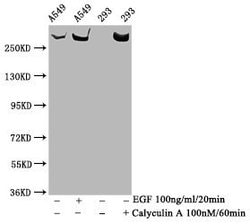 Invitrogen Phospho-mTOR (Ser2481) Recombinant Rabbit Monoclonal Antibody