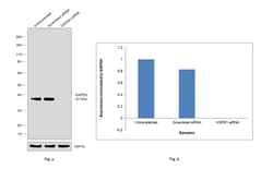 Invitrogen GAPDH Recombinant Rabbit Monoclonal Antibody (2C2) 100 &mu;L;