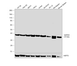 Invitrogen GAPDH Recombinant Rabbit Monoclonal Antibody (2C2) 100 &mu;L;