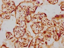 Invitrogen GDNF Recombinant Rabbit Monoclonal Antibody (11D2) 100 &mu;L;