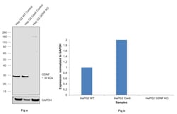 Invitrogen GDNF Recombinant Rabbit Monoclonal Antibody (11D2) 100 &mu;L;