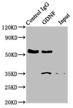 Invitrogen GDNF Recombinant Rabbit Monoclonal Antibody (11D2) 100 &mu;L;