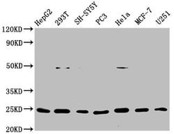 Invitrogen GDNF Recombinant Rabbit Monoclonal Antibody (11D2) 100 &mu;L;