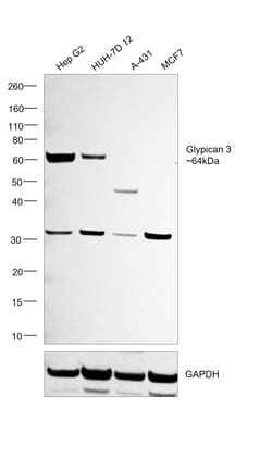 Invitrogen Glypican 3 Recombinant Rabbit Monoclonal Antibody (4H11) 100