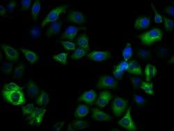 Invitrogen Phospho-GSK3B (Ser9) Recombinant Rabbit Monoclonal Antibody
