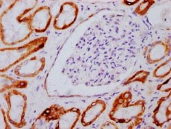 Invitrogen Phospho-GSK3B (Ser9) Recombinant Rabbit Monoclonal Antibody
