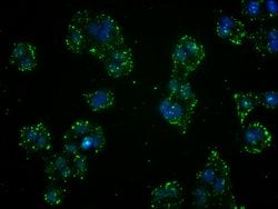 Invitrogen GST Omega 1 140A Recombinant Rabbit Monoclonal Antibody (2C7)