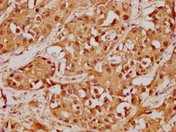Invitrogen GST Omega 1 140A Recombinant Rabbit Monoclonal Antibody (2C7)
